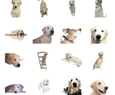 あなたのペットの写真でLINEスタンプ作ります イメージ1