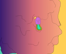 お気に入りのペットの写真をPOPイラスト化します イメージ1
