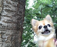 ペットのお悩み解決します イメージ1