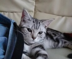 うちのペット（猫）の写真をうります イメージ1