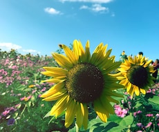 あなたの夢を応援します 一歩が踏み出せない方を全力で応援します٩( 'ω' )و