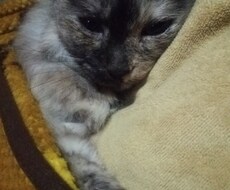 お話(❁´ω`❁)聞きます