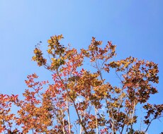 お相手様からの「ありがとう」を届けます 【お相手様があなた様に感謝していることなど】