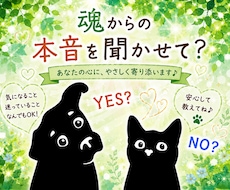 ペットの気持ちをYes、No でお伝えします 迷いの霧が晴れるかも！あなたとペットちゃんの心もスッキリ♪