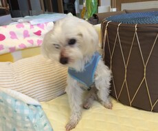 現役スタッフがシニア犬の介護相談のります イメージ1
