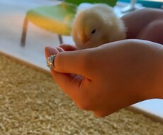 悩みやただお話ししたい方のお相手をします イメージ1