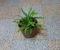 観葉植物などの育て方の相談にのります イメージ1