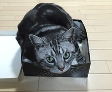アニマルコミュニケーションでメッセージを伝えます イメージ1