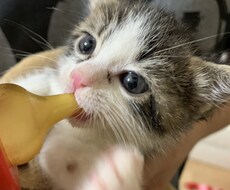 シングルマザーの方の愚痴、悩み聞きます イメージ1