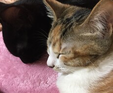 ご相談を直接聞きます イメージ1