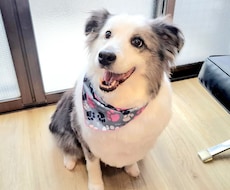 ワンちゃんの飼いはじめをサポートします （トイレ、甘噛み、破壊など望ましくない行動の改善）