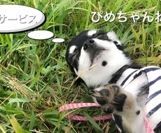 あの、ぴめちゃんねるが恋愛相談、人生相談受けます イメージ1
