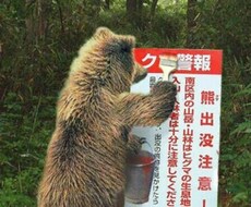 田舎のクマが話を聞きます イメージ1