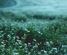 女性限定 ⚪︎あなたのお話しにそっと寄り添います イメージ1