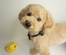 愛犬との生活でお困りの方をメールでお助けします イメージ1