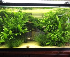 熱帯魚や海水魚 水草水槽の作成維持等教えます イメージ1