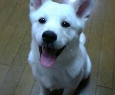 わんちゃんねこちゃんのご相談にのります イメージ1