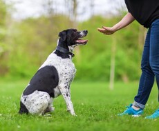 犬のしつけやお困りごとを解決します イメージ1