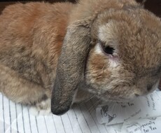 どんなジャンルの悩み相談でも承ります イメージ1