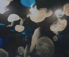水族館や花の写真出品します イメージ1