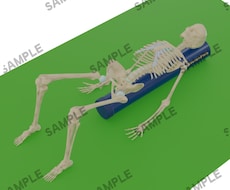 医療・施術のオリジナル3D動画を制作します 理学療法の知見に基づく正確な骨格・筋肉のオーダーメイド3D