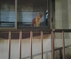 ネコの画像売ります イメージ1