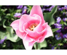 美しいお花の写真をお届けします イメージ1