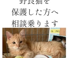 野良猫･保護猫の相談に乗ります 動物看護師が丁寧にアドバイスします