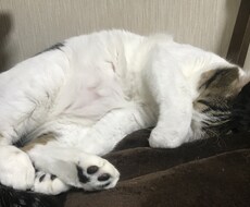 ほっこりTimeを♡疲れたあなたを癒します イメージ1