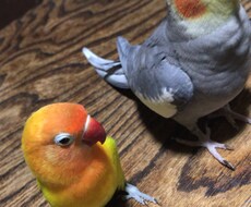 インコ飼育の相談にのります イメージ1