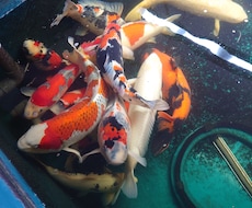 生き物に関する悩み疑問聞きます イメージ1