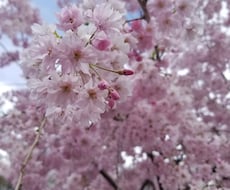 3日間、あなたの好きに使えます イメージ1