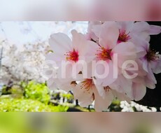 自然の写真を中心に素材をご提供いたします イメージ1
