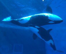 ガチャガチャのつもりで、おかえりコールします イメージ1