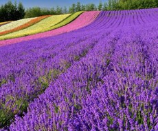 睡眠の悩みにメディカルアロマがお役にたてます イメージ1