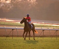 G1レースの予想を提供いたします