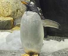 チャットで7日間お話し聞きます チャットで気軽に話してみませんか？