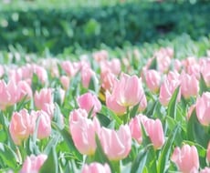 トークルームのチャットで、あなたの心に寄り添います イメージ1