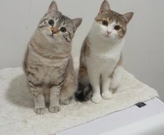 ダイエットのアドバイス、サポートします イメージ1