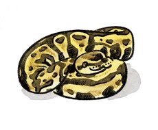 小動物、爬虫類、犬、猫…etcペットお描きします イメージ1