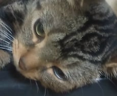 ゆるーい猫が占います 敬語とか堅くて嫌、猫がすきな人向けにゃ、詳しくは説明見てにゃ