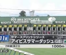 全力投球！アイビスの日のレース全レース予想します 年に一度の新潟祭典レースを盛り上げましょう！