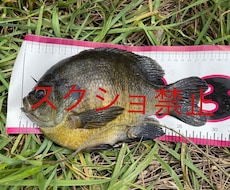 ブルーギル日本記録29センチの写真を売ります イメージ1