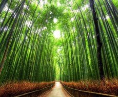 京都のパワースポットおすすめします イメージ1