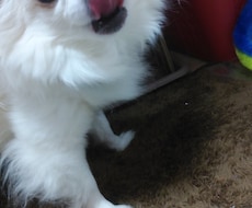 チワワやチンチラの話聞きます喋ります ★チワワやチンチラの可愛いお悩み・飼育相談も大歓迎です！