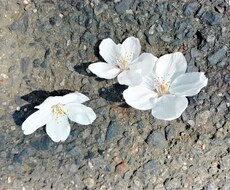 会話の練習相手になります イメージ1