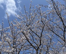 障害持ちなママのリアル語ります イメージ1