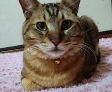 かわいいペットちゃんの気持ち伝えます イメージ1