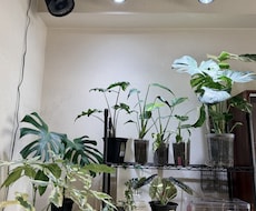 観葉植物が元気ない原因を写真から一緒に整理します イメージ1