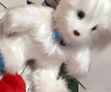 世界一に1つだけのテディベアをお作りします イメージ1